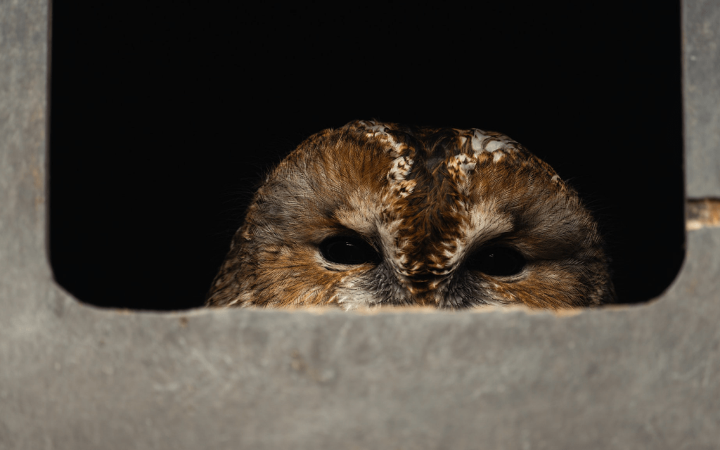 The is a brown owl peaking up over a cemented shaped window. The owl looks ominous, with dark vacant eyes representing the dark and horrific watchfulness of Joe in "You" season 2.