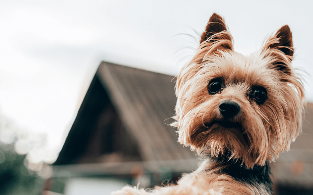 This is a small dog looking directly at the camera.