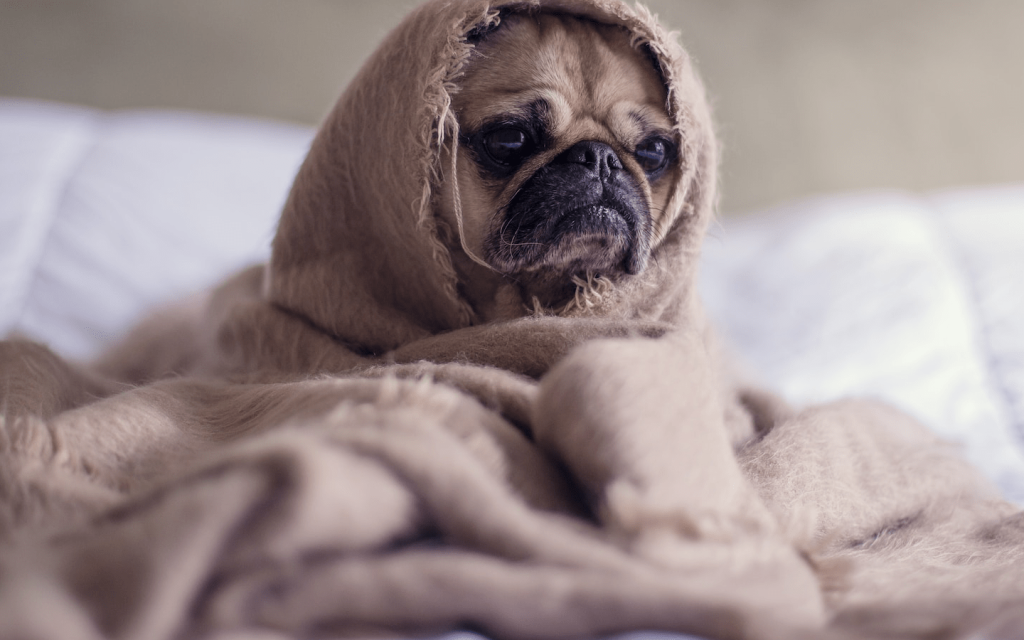 This is a dog in wrapped in a blanket. The dog looks displeased, representing my displeasure with season 4 episode 7 of "The Bold Type".