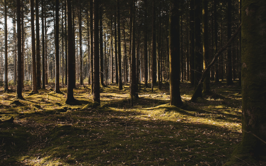 This is a dark forest with a break of sunlight shining through from the upper left corner of the forest used to represent the wood scene in "Search Party".