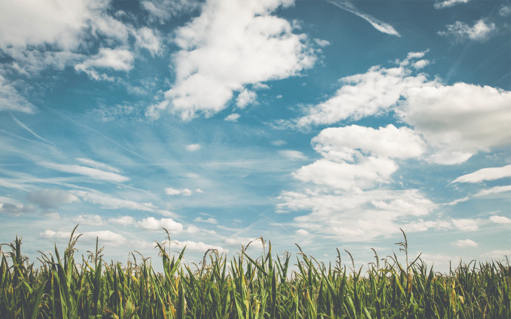 This is field of glass against clouds in a radiant bright sky during the day used to signify the optimisim in "A Sun".